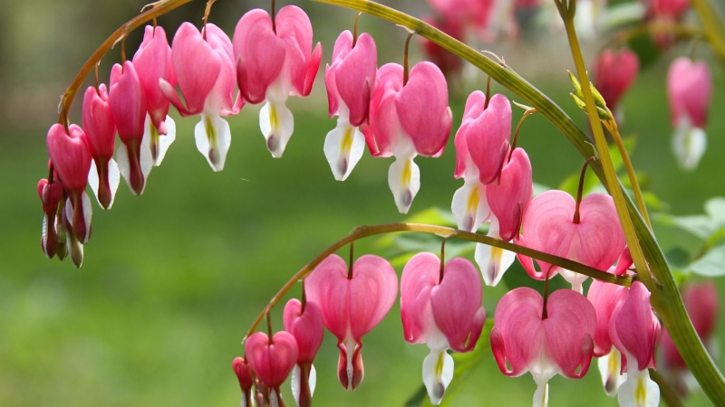 vibrant, bulbs, tulips, valentine, florist, bloom, tulip, purple, season, holland, flora, leaf, seasonal, garden, botanical, bouquet, springtime, bright