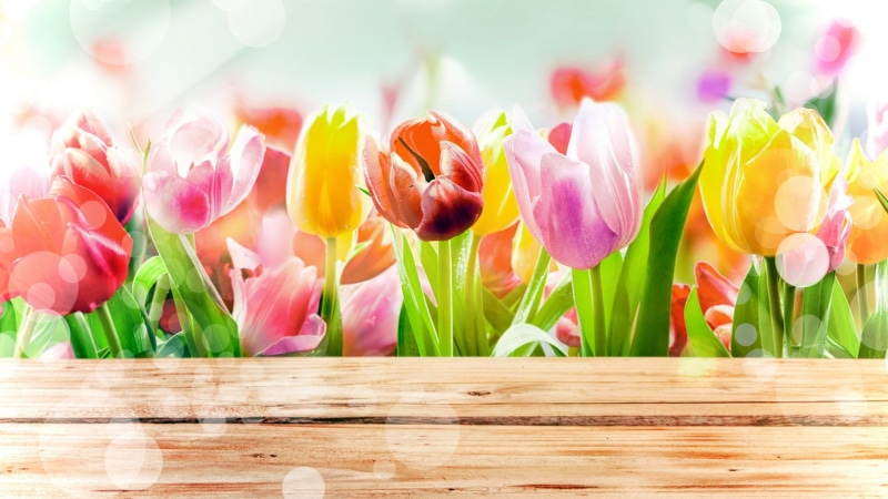 spring, flora, beauty in nature, plant, nature, flower, color, bloom, vulnerability, fragility, petals, flowers, colorful, flower head, freshness, plants