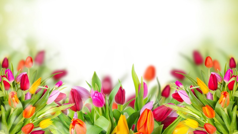 freshness, garden, pink, flowering plant, seasonal, flower, purple, gift, springtime, flora, flowerbed, blooming, tulip, day, color, flower head, ornamental garden