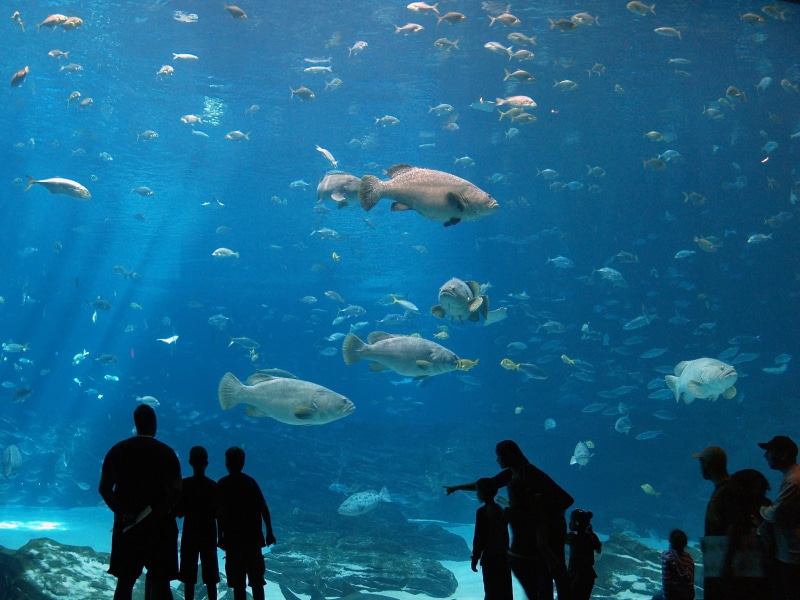 school of fish, watching, outdoors, animals in the wild, fish, group of people, vertebrate, underwater, 2K, blue, swimming, animal themes, undersea, water