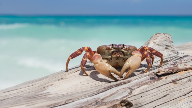 animal wildlife, 1080P, wood, beach, close-up, horse, beauty in nature, crab, nature, horizon over water, one animal, marine, land, black, sky, figurine