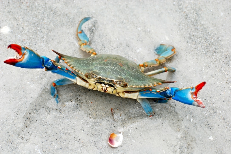 no people, animals in the wild, animal, outdoors, animal themes, crustacean, close-up, sea life, crab, high angle view, crabs, day, 4K, land, animal wildlife