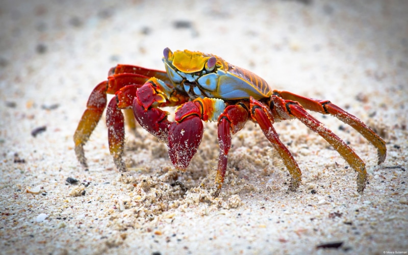 crustaceans, animals, crabs, 1080P, nature, landscape
