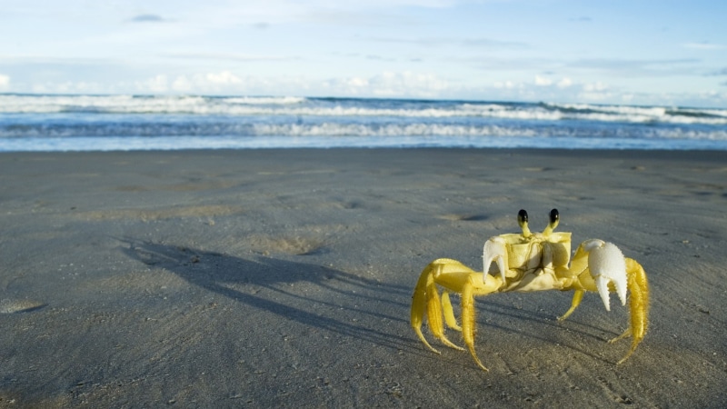 horizon, crabs, outdoors, marine, day, beauty in nature, water, land, nature, crustaceans, animal wildlife, horizon over water, wave, sea, sky, 1080P