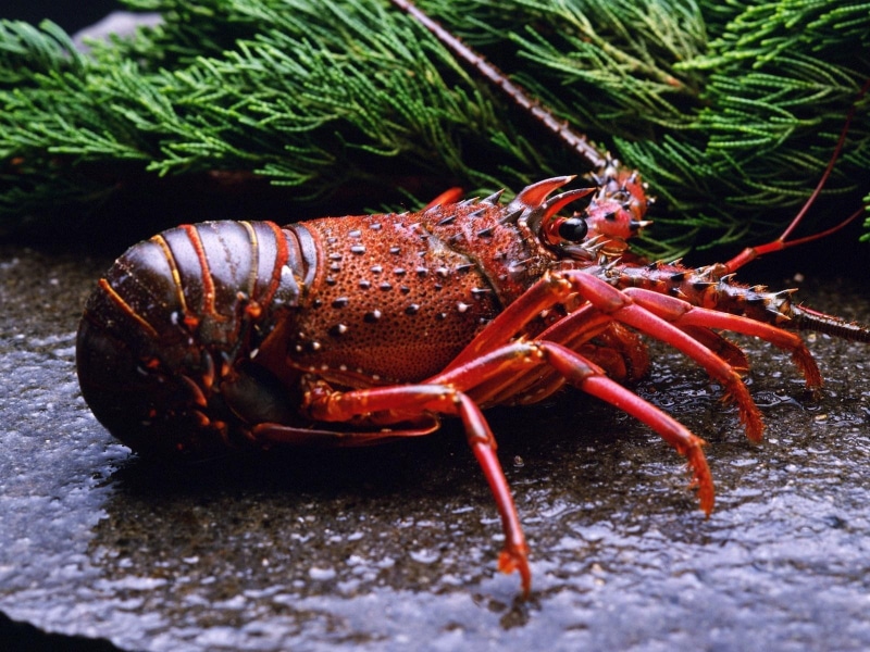 sea, day, one animal, red, claw, animal, animal wildlife, invertebrate, close-up, sea life, outdoors, animals in the wild, lobsters, 720P, water, nature