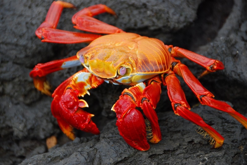 crab, high angle view, animal wildlife, animal themes, nature, red, one animal, crustacean, no people, orange color, day, animals in the wild, rock, animals