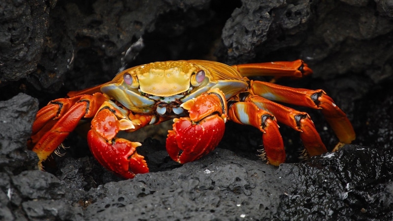 nature, 1080P, animals, Grapsus, crabs, crustaceans