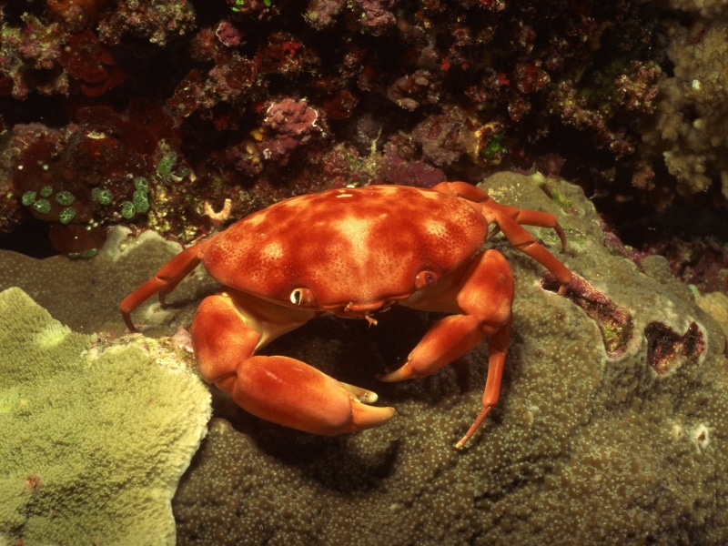 close-up, crustaceans, marine, no people, nature, animals in the wild, sea life, 720P, water, fish, crab, sea anemones, animal wildlife, underwater, one animal