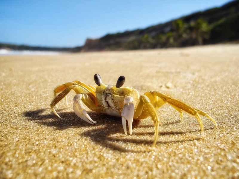 nature, crab, tropical Climate, yellow crab, outdoors, Canon PowerShot G12, focus, Siri, Photography, animal, sea, beach, Beach Boy, coastline, island