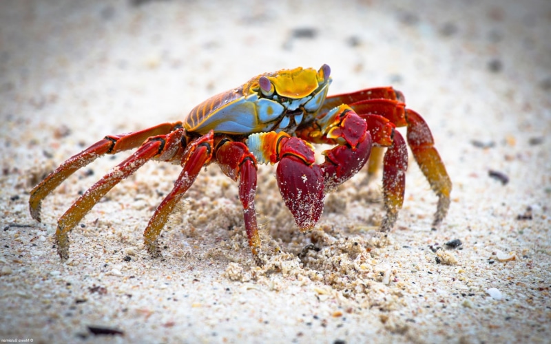 day, Grapsus, one animal, marine, crustacean, animal, animals, crabs, animal wildlife, land, outdoors, no people, animals in the wild, beach, crustaceans