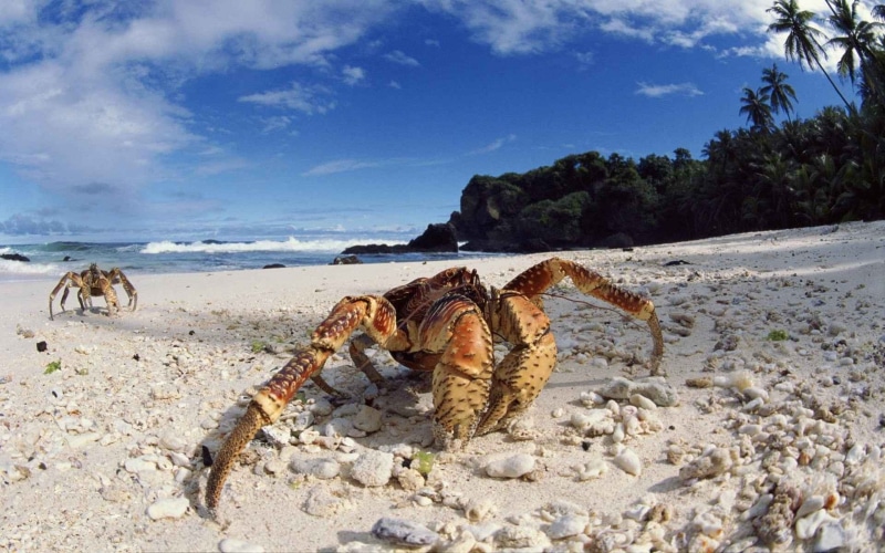 1080P, crustaceans, sea, sand, crabs