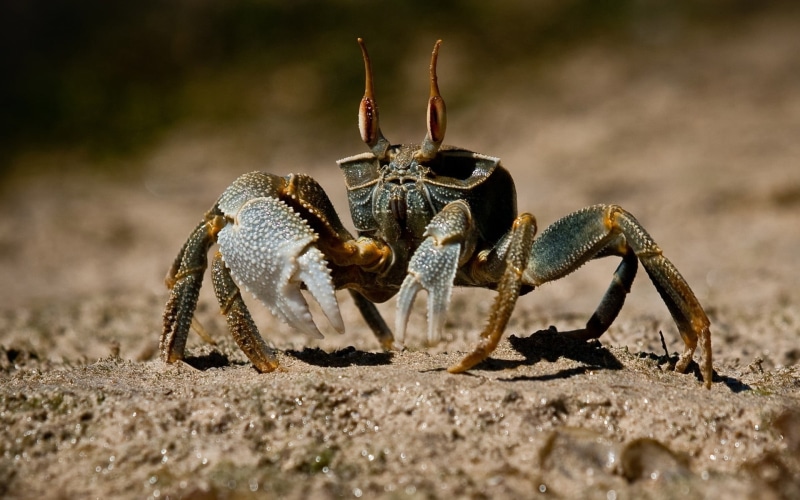 sea, crustacean, day, selective focus, marine, animal wildlife, 1080P, close-up, beach, sand, Ocypode, animals in the wild, outdoors, one animal, animal