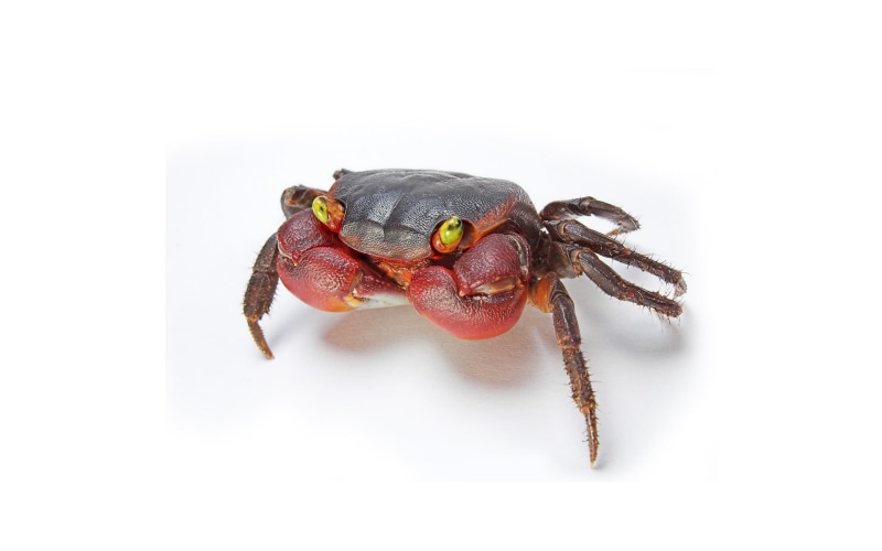 animal themes, invertebrate, animals in the wild, arthropod, arachnid, animal leg, plush, studio shot, white background, brown, toy, animals, crabs, no people
