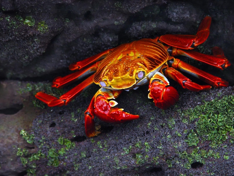 high angle view, sea, animals in the wild, animal themes, one animal, crabs, animal wildlife, red, solid, no people, food and drink, food, nature, marine