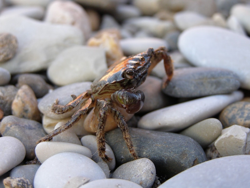 crabs, nature, stones, 1080P, crustaceans