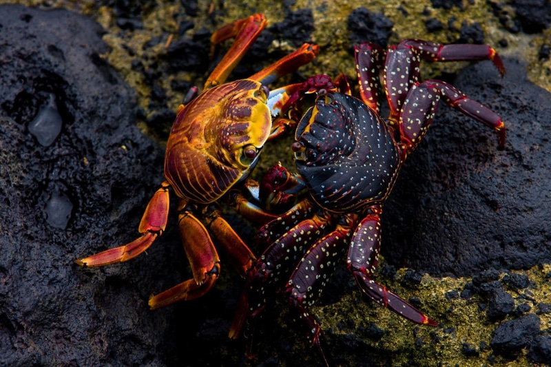 day, crustaceans, crabs, one animal, animal themes, close-up, crab, Grapsus, outdoors, solid, animal, 1080P, rock, crustacean, water, nature, sea life