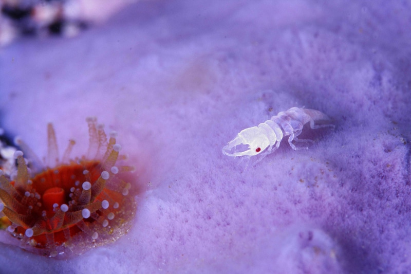 animal themes, red eyes, nature, violet, small, purple, 4K, outdoors, sea anemones, marine, sea, close-up, animal wildlife, no people, underwater, undersea