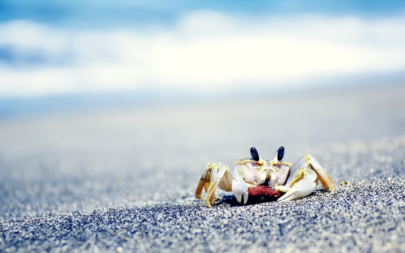 eggs, crustaceans, sand, animals, 2K, crabs, sea