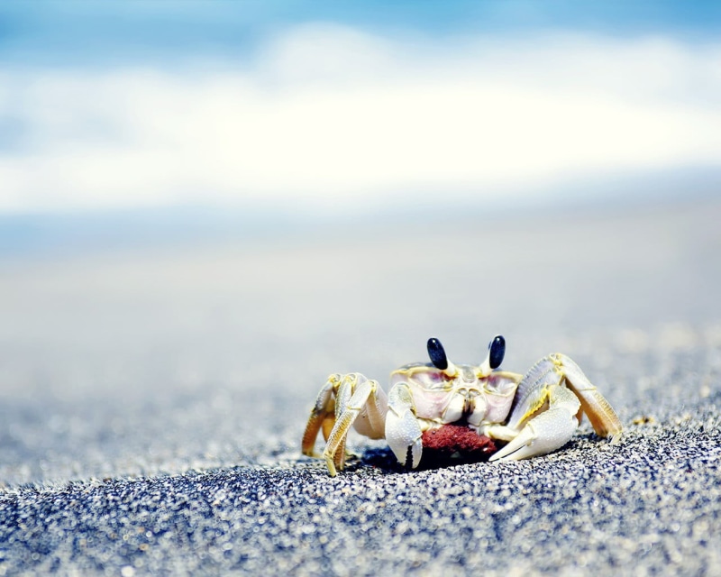 close-up, land, crustaceans, outdoors, crustacean, day, beach, toy, animal themes, plastic, animal, animals in the wild, hermit crab, crabs, marine, white