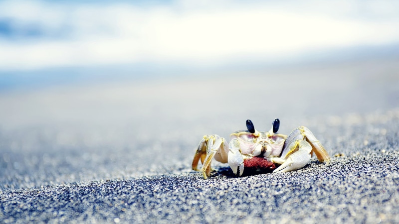 no people, nature, crabs, selective focus, one animal, crab, sand, surface level, day, beach, animal wildlife, eggs, crawling, crustaceans, sea life, animals in the wild