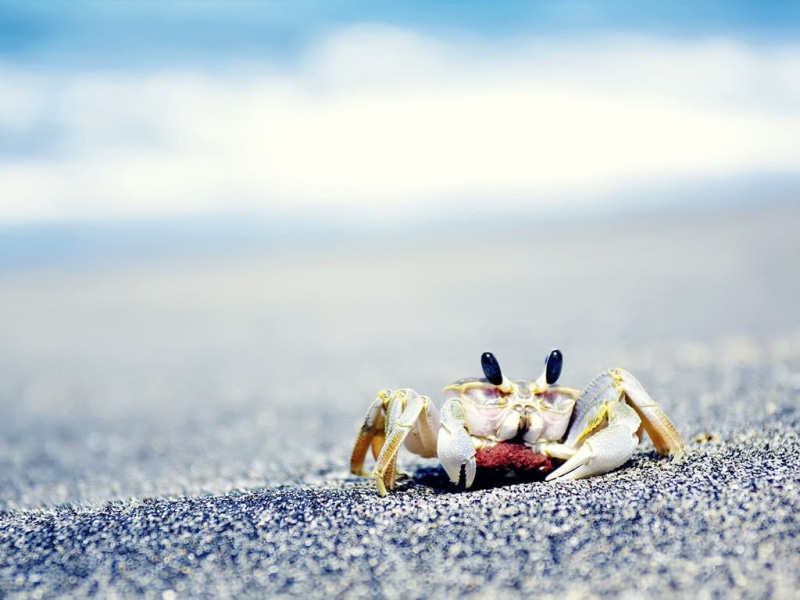 no people, nature, eggs, animal themes, sea life, crustacean, animals, day, one animal, animal wildlife, animal, animals in the wild, selective focus, hermit crab