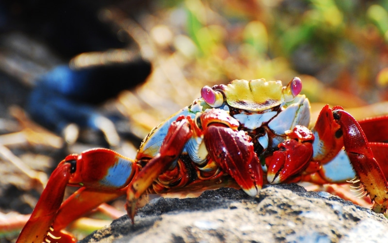 animals, red, nature, Grapsus, colorful, crustaceans, 1080P, macro, crabs