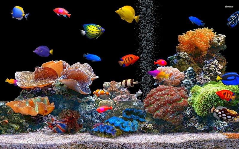 desktop, corals, 1080P, fishes, fish, assorted
