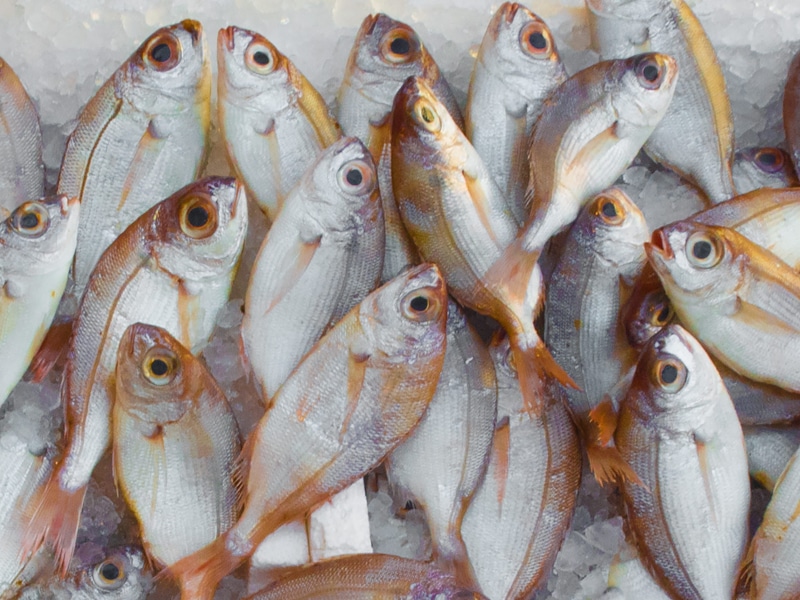 sale, 2K, retail display, head, healthy eating, stock, high angle view, ice, animal, fresh, no people, food and drink, fishing, healthy, fish market, vertebrate