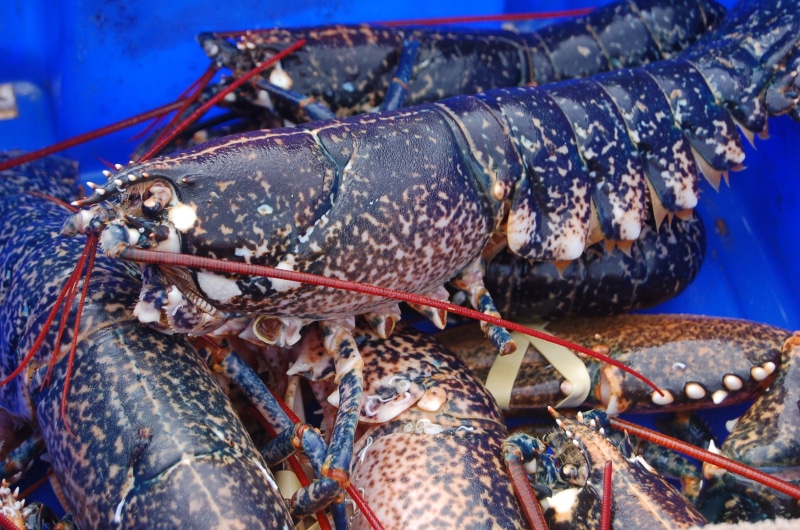 fish, 1080P, day, food, fishing industry, animal themes, marine, animal wildlife, crab, food and drink, animals in the wild, wellbeing, seafood, healthy eating