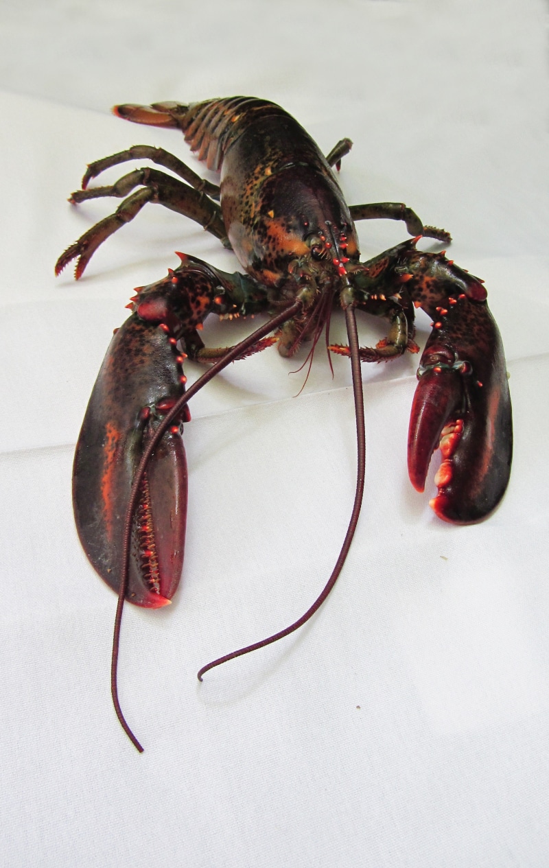 shell, ocean, high angle view, crustacean, close-up, maine lobster, black, marine, one animal, white background, animal, maine, dinner, animal wildlife