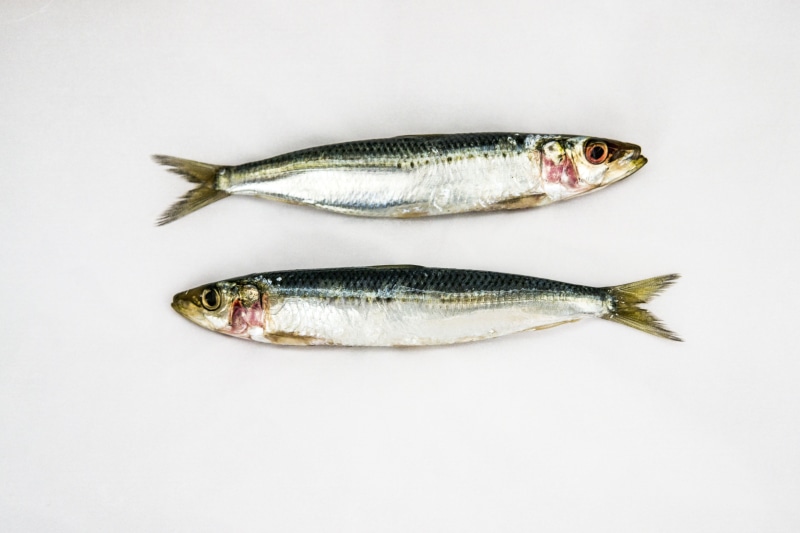food and drink, animal, wellbeing, vertebrate, food, raw, animal scale, white background, fish, studio shot, catch of fish, 5K, animal themes, fresh, seafood