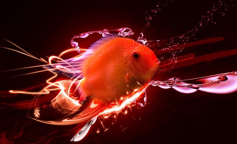 underwater, animal, marine, water, nature, Aero, indoors, creative art, tropical fish, 1080P, creative design, animals in the wild, Creative, animal themes