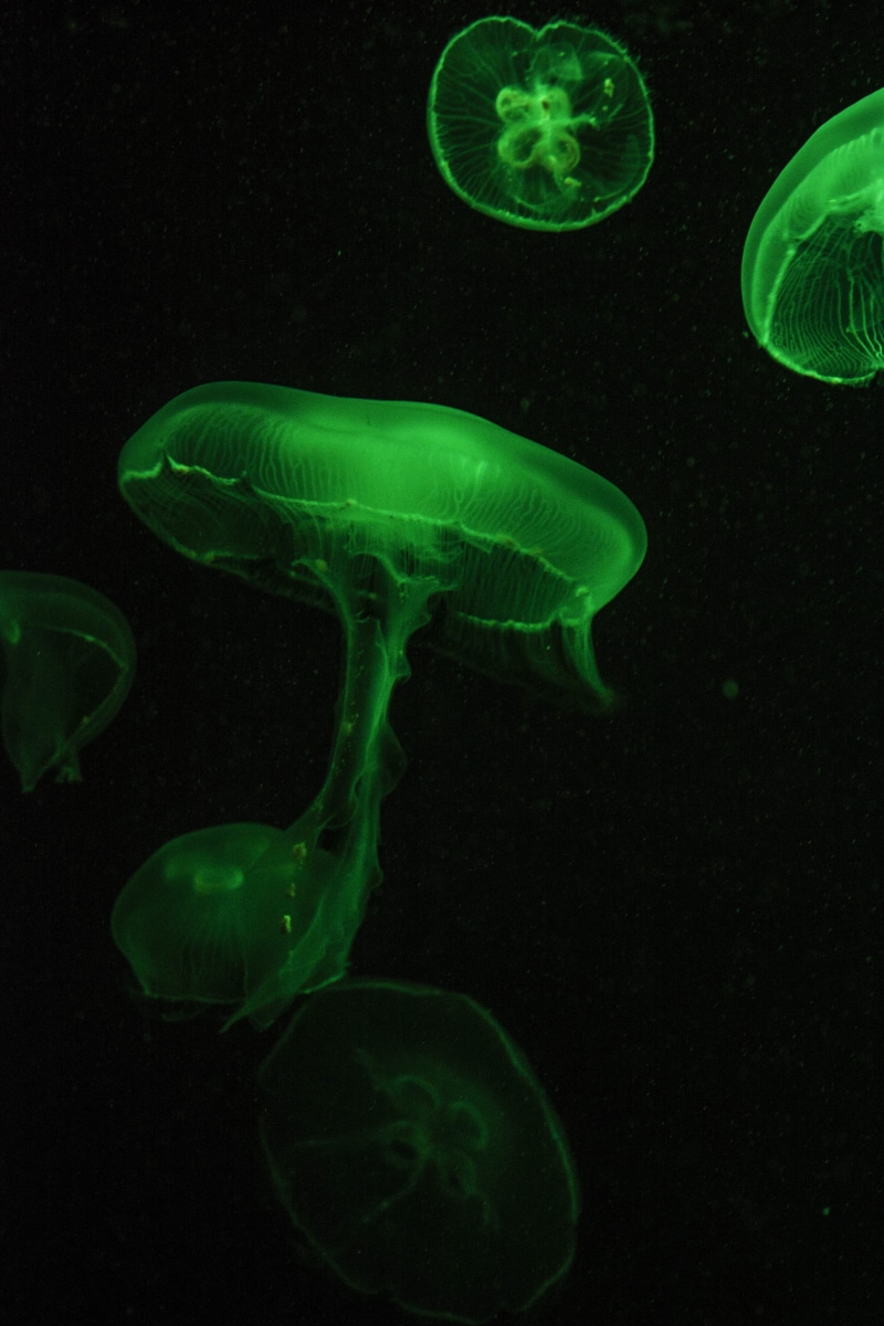 underwater, sea, green color, animal themes, group of animals, invertebrate, sea life, into the dark, aquatic, animal, 4K, compass math, pollen, flea