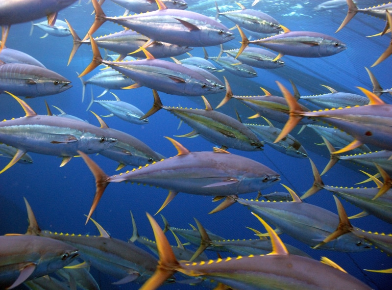 2K, swimming, animal wildlife, undersea, outdoors, vertebrate, fish, group of animals, underwater, sea, day, water, no people, animals in the wild, school of fish