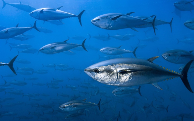 Tuna, no people, 2K, fishes, animal wildlife, water, animals in the wild, fish, swimming, animal themes, blue, sea life, undersea, ocean, sea, underwater