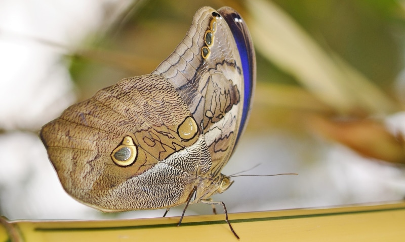 side view, human body part, photo, blue morpho, focus on foreground, one animal, common morpho, no people, beauty in nature, close-up, owl, invertebrate