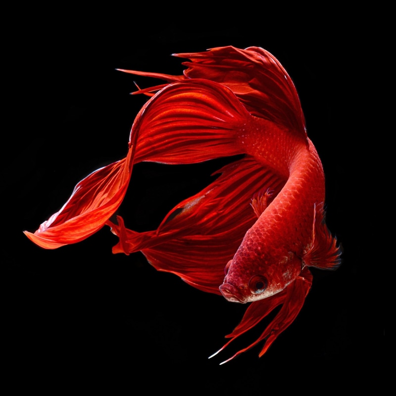 animals in the wild, marine, red, black background, animal wildlife, tropical, Colorful, motion, studio shot, betta, tail fin, fish, indoors, 1080P, underwater