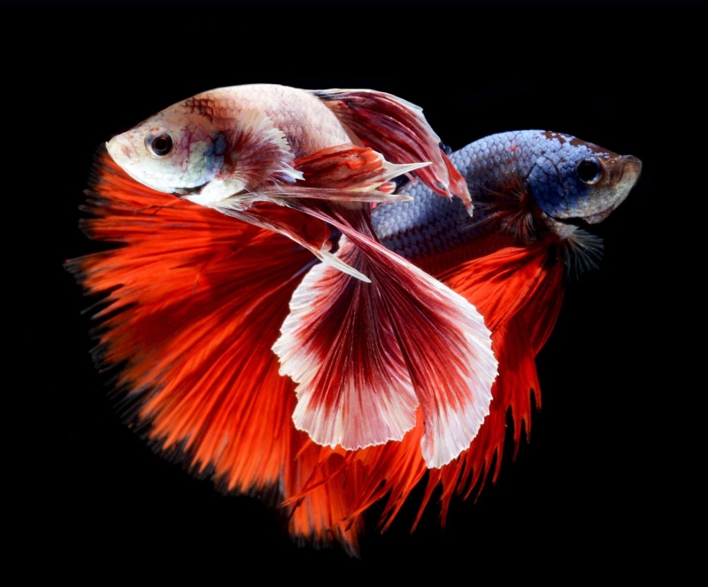 animal wildlife, 1080P, close-up, fish, black background, Fighting, bird, animal themes, cut out, no people, orange color, betta, Colorful, tropical, vertebrate