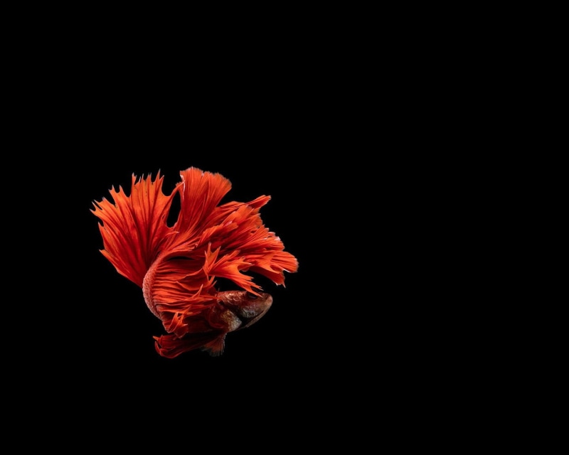 copy space, studio shot, underwater, Siamese, psychedelic, pollen, red, indoors, fish, growth, inflorescence, flower, black background, petal, nature, tropical