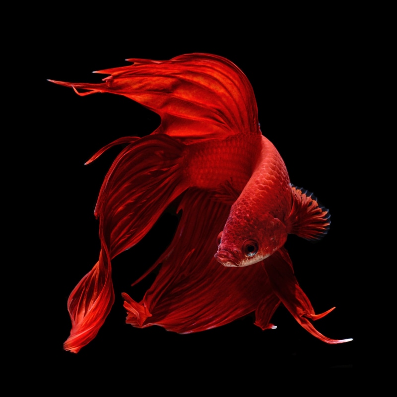 psychedelic, animal, nature, no people, marine, studio shot, close-up, red, black background, animal themes, water, Fighting, sea, vertebrate, fish, tropical