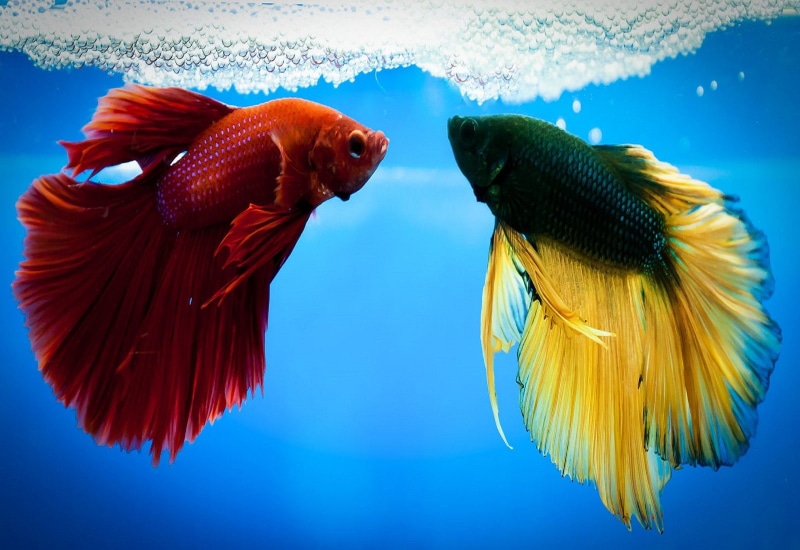 tropical, fighting, 720P, psychedelic, siamese, underwater, fish, betta