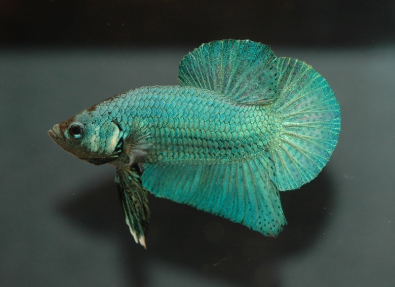 studio shot, no people, marine, Colorful, reptile, animal, animal wildlife, indoors, animal body part, 1080P, fish, vertebrate, animals in the wild, betta