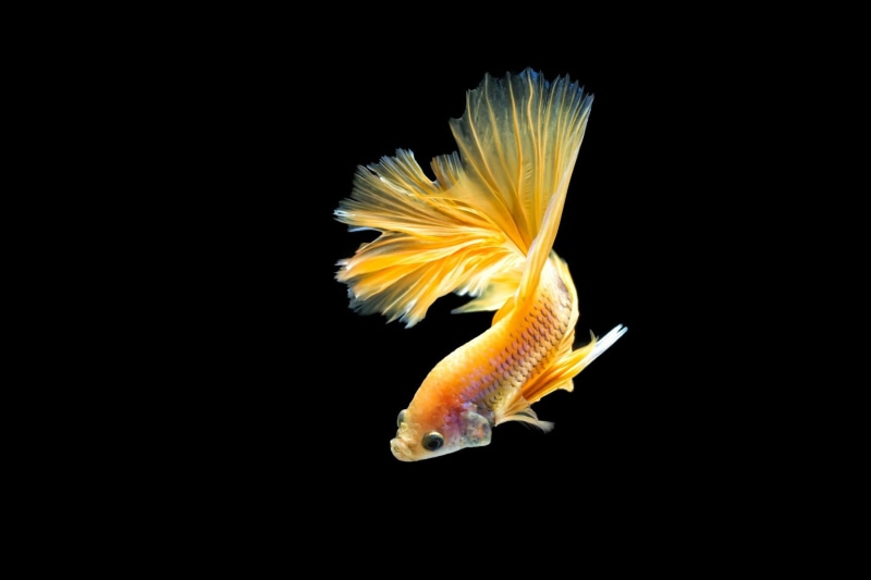 tropical, fighting, betta, siamese, fish, 1080P, underwater, psychedelic