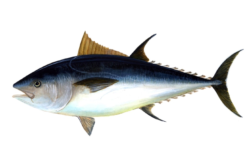 food, sea, animal wildlife, close-up, indoors, cut out, photo, catch of fish, fish, mouth open, studio shot, animals in the wild, atlantic, public domain