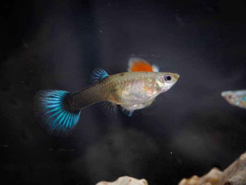 indoors, black background, 4K, gray, guppy, blue, swimming, orange, vertebrate, animal themes, tank, aquarium, marine, profile view, animals in the wild