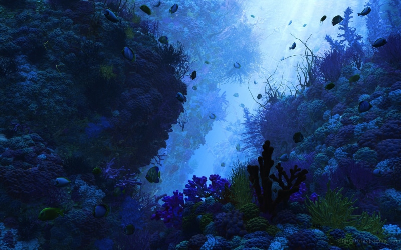 underwater, nature, animals, sea, 2K, fish