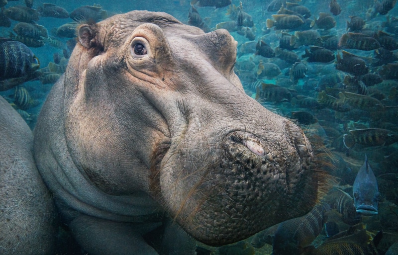 animal themes, close-up, animal, day, animal head, 1080P, fish, shoal of fish, Tim Flach, water, animal mouth, vertebrate, animal body part, turquoise colored