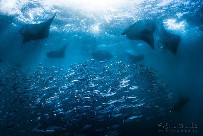 blue, women, swimming, animal, marine, black, sea, dress, animals in the wild, animal wildlife, animal themes, fish, large group of animals, nature, group of animals