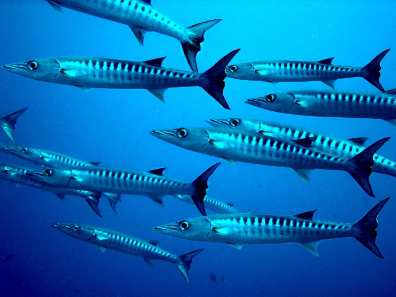 meeresbewohner, sea, nature, fish, animal wildlife, marine life, saltwater fish, vertebrate, water, sea life, gray, no people, school, 1080P, motion, animal