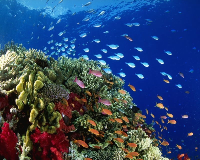 water, school of fish, fish, nature, ecosystem, undersea, coral, school, no people, underwater, plants, animal wildlife, invertebrate, 2K, sea life, reef